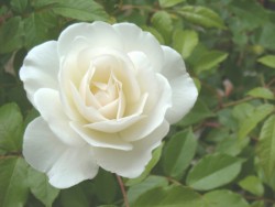 white-rose