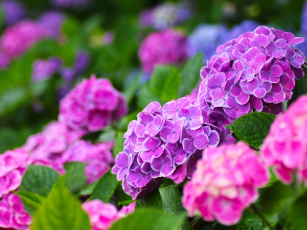 アジサイの育て方 庭の地植えや鉢植えで紫陽花を育てる方法は